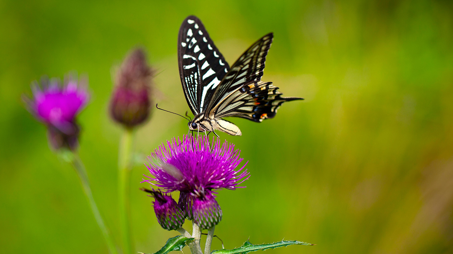 capitale naturale e biodiversita una priorita strategica per le imprese 01