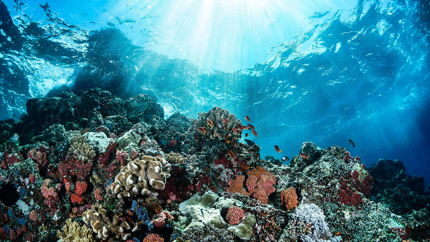 giornata mondiale degli oceani la tutela degli ecosistemi marini e una sfida trasversale 02