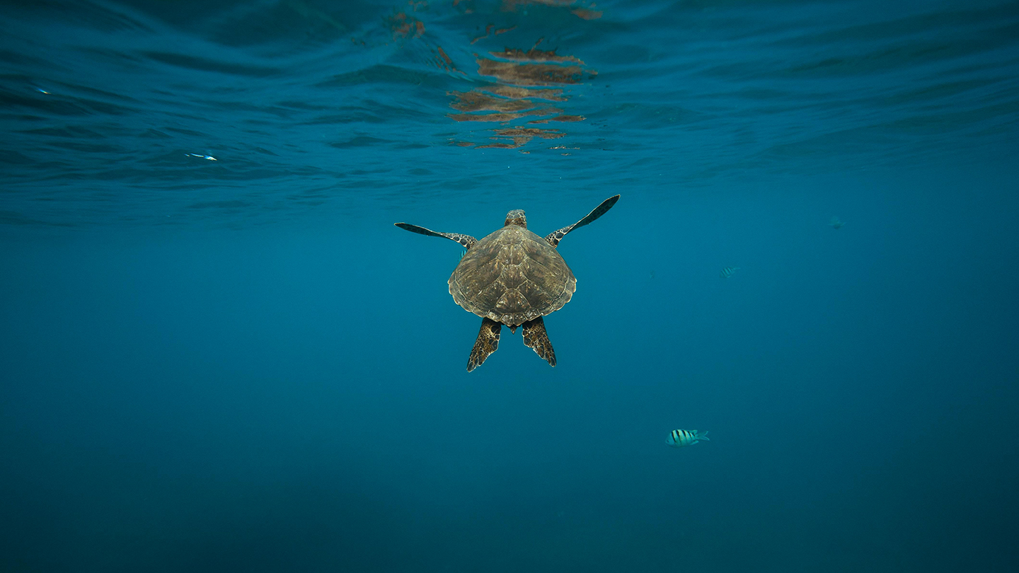 giornata mondiale degli oceani la tutela degli ecosistemi marini e una sfida trasversale 03