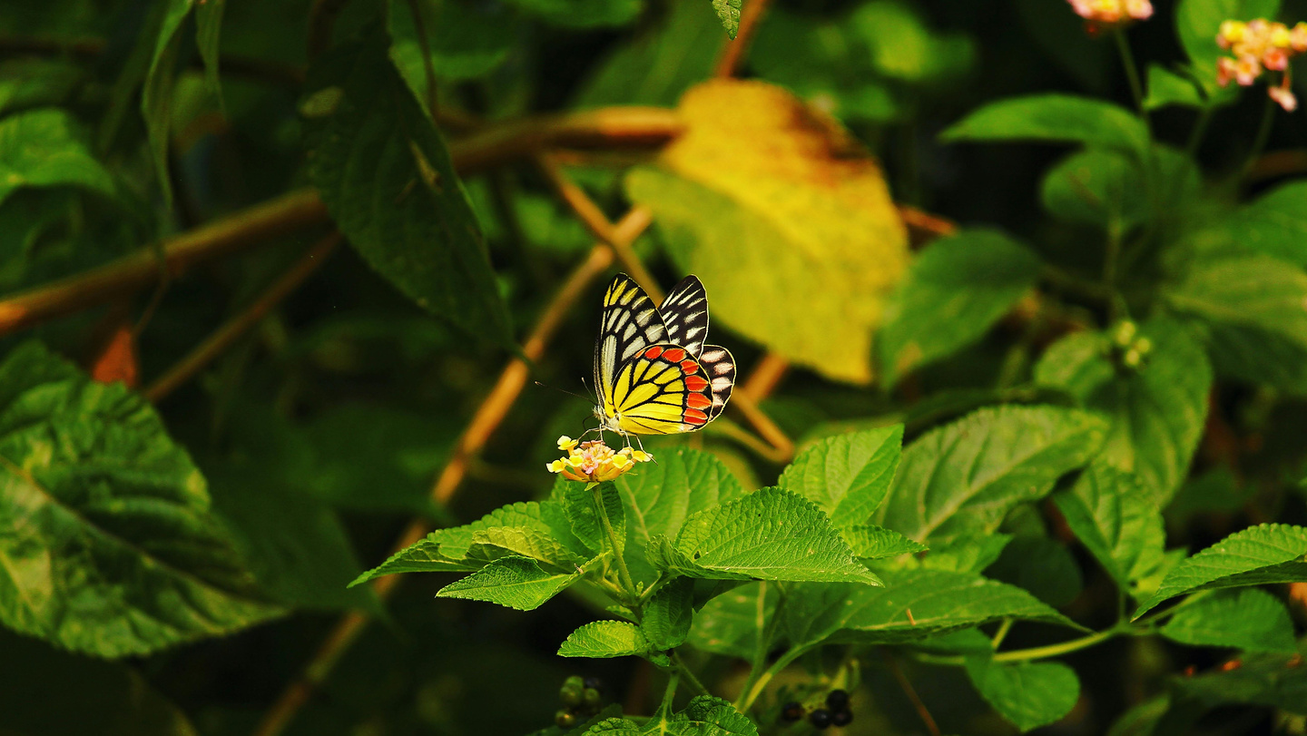 imprese e biodiversita strumenti standard e regolazione per passare allazione 01